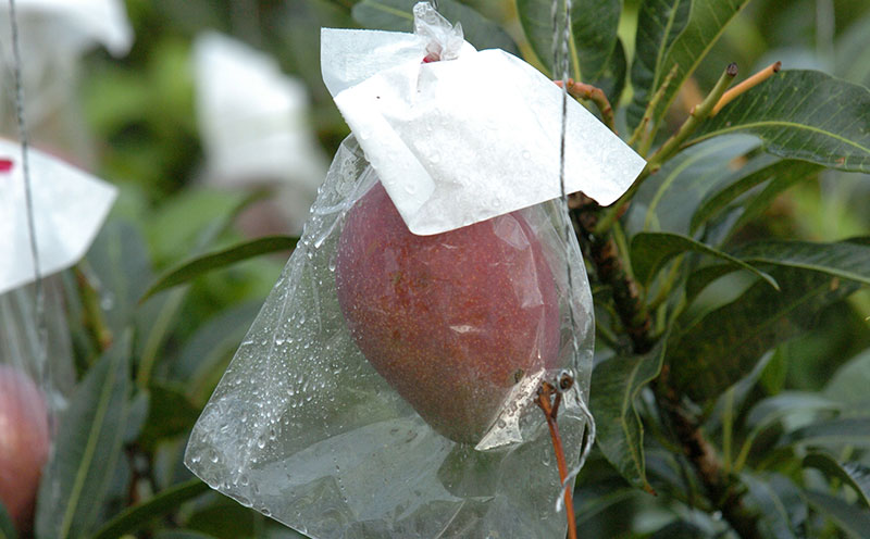 2026年発送 農家直送【上原マンゴー園】家庭用完熟マンゴー　1.5kg以上 先行予約 完熟 マンゴー アップル 南国 沖縄 フルーツ くだもの 果物 果実 先行予約 産地直送 贅沢 濃厚 冷蔵 スイーツ デザート 旬の果物 ご家庭用 ご自宅用 国産