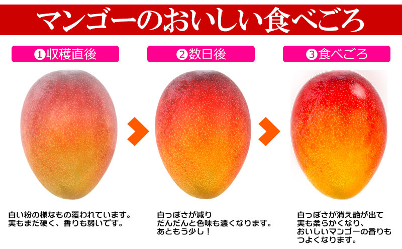 2026年発送【きなマンゴー園】アップルマンゴー　家庭用1.5kg以上 先行予約 完熟 マンゴー アップル 南国 沖縄 フルーツ くだもの 果物 果実 先行予約 産地直送 贅沢 濃厚 スイーツ デザート 旬の果物 ご家庭用 ご自宅用 国産 冷蔵