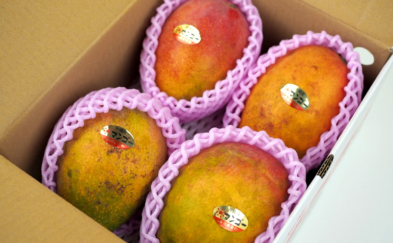 【2026年発送】【訳あり品】共選完熟マンゴー1.3kg以上（3～6玉） 訳アリ マンゴー まんごー 果物 くだもの 果実 お取り寄せ 送料無料 沖縄県産 産地直送 アーウィン 人気 自分用 甘味 県産 ご当地 やんばる ふるさと納税 名護市