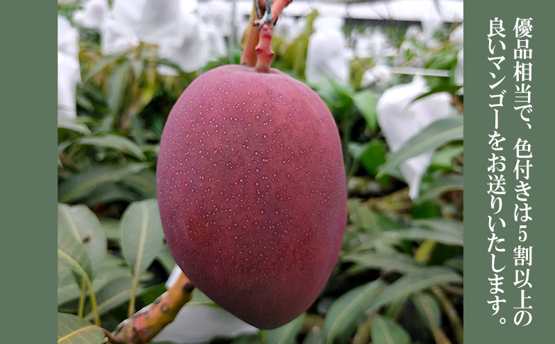 2026年発送【75マンゴー生産部会】 75（名護）マンゴー　約1kg 期間限定 数量限定 先行予約 フルーツ 果物 南国 プレゼント お土産 おみやげ ギフト スイーツ 贈答 冷蔵 人気 おすすめ デザート 青果 おきなわ 季節 くだもの