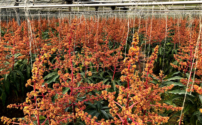 2025年発送【沖縄やんばる産】約2kg　良品アップルマンゴー（Ms mango farm） 南国 南国フルーツ 先行予約 期間限定 沖縄 甘味 糖度 フルーツ 果物 果実 プレゼント ギフト トロピカル 数量限定 予約 おすすめ くだもの 太陽 やんばる 自然