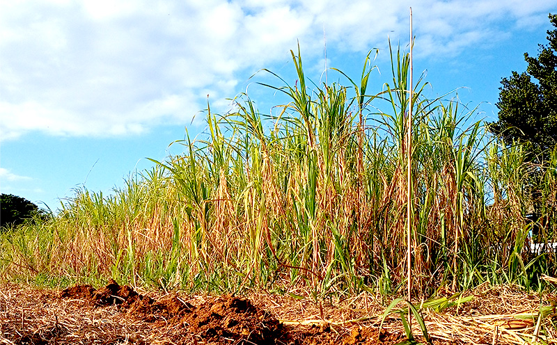 屋我地島のサトウキビ　約2kg 珍しい みやげ 沖縄 おきなわ 短冊型 自然 甘み イネ科 ミネラル 食物繊維 さとうきび 果汁 エネルギー カルシウム マグネシウム 鉄 サトウキビ ビタミン ポリフェノール フラボノイド