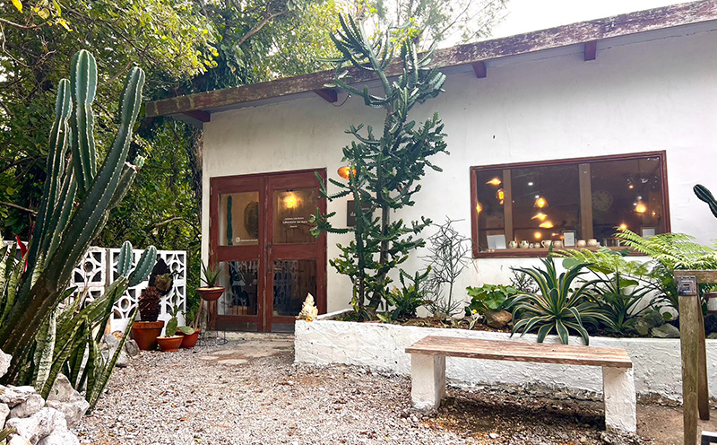 『feliceフェリーチェ』ガジュマル＆ erba エルバ【名護産植木鉢SDGｓ】 やちむん 焼き物 陶芸 ガジュマル 植木鉢 体験 伝統 工芸 鑑賞用 観葉植物 インテリア 初心者 ふるさと納税 沖縄 おきなわ 名護 なご 植物 国産 育てやすい