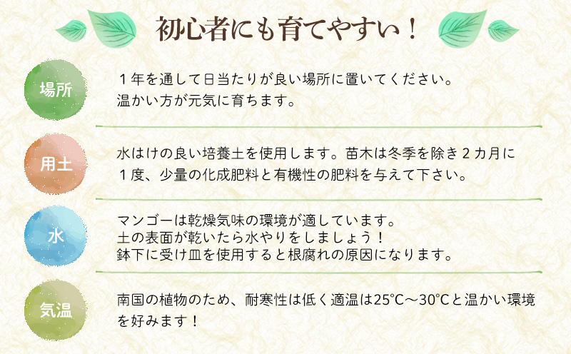 アップルマンゴー苗木3本(アーウィン種) アップル マンゴー 苗 お祝い アーウィン種 アーウィン 苗木 果物 果実 育てやすい インテリア 鉢植え 観葉植物 植物 観賞用 グリーン ギフト 贈り物 プレゼント 沖縄