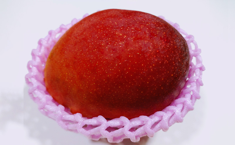 2025年発送【中山マンゴー園】沖縄県やんばる産　クロレラマンゴー贈答用800g以上【秀品】 完熟 マンゴー アップル 南国 沖縄 フルーツ くだもの 果物 果実 先行予約 産地直送 贅沢 濃厚 スイーツ デザート 旬の果物 贈り物 ギフト プレゼント 贈答用