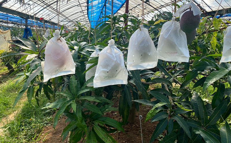 2025年発送【中山マンゴー園】沖縄県産【クロレラ肥料使用】家庭用マンゴー2kg以上（4～6玉） 先行予約 完熟 マンゴー アップル 南国 沖縄 フルーツ くだもの 果物 果実 先行予約 産地直送 贅沢 濃厚 スイーツ デザート 旬の果物 ご家庭用 ご自宅用 国産 冷蔵