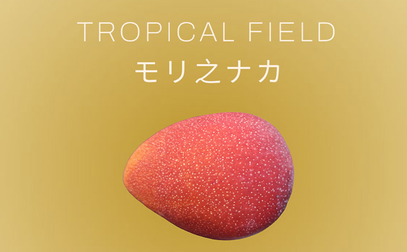 2026年発送【TROPICAL FIELD モリ之ナカ】家庭用マンゴー約1.5kg（3～5玉） フルーツ 果物 期間限定 数量限定 先行予約 南国 プレゼント お土産 おみやげ ギフト くだもの 沖縄 おきなわ 青果 デザート おすすめ 人気 冷蔵 夏 スイーツ