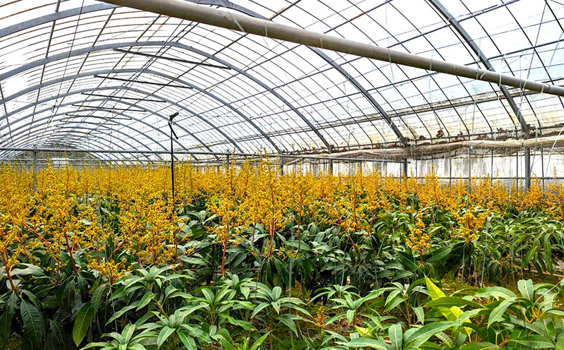 2026年発送【TROPICAL FIELD モリ之ナカ】幻のキーツマンゴー　2kg以上 フルーツ 幻 果物 期間限定 数量限定 先行予約 プレミアム 南国 プレゼント お土産 ギフト くだもの 沖縄 青果 デザート おすすめ 人気 冷蔵 夏 スイーツ