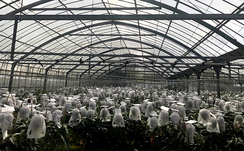 2025年発送【沖縄やんばる産】約2kg　家庭で楽しむアップルマンゴー （Ms mango farm） 南国 南国フルーツ 先行予約 期間限定 沖縄 甘味 糖度 フルーツ 果物 果実 プレゼント ギフト トロピカル 数量限定 予約 おすすめ くだもの 太陽 やんばる 自然