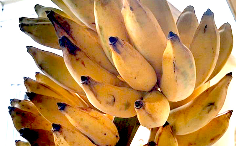 名護市産　冷凍完熟アップルバナナ1kg 名護市 なご ばなな 冷凍 食物繊維 手軽 アイス デザート アレンジ 真空パック 食べやすい おやつ 新鮮 完熟 一口サイズ 甘味 栄養満点 ヨーグルト スムージー パンケーキ