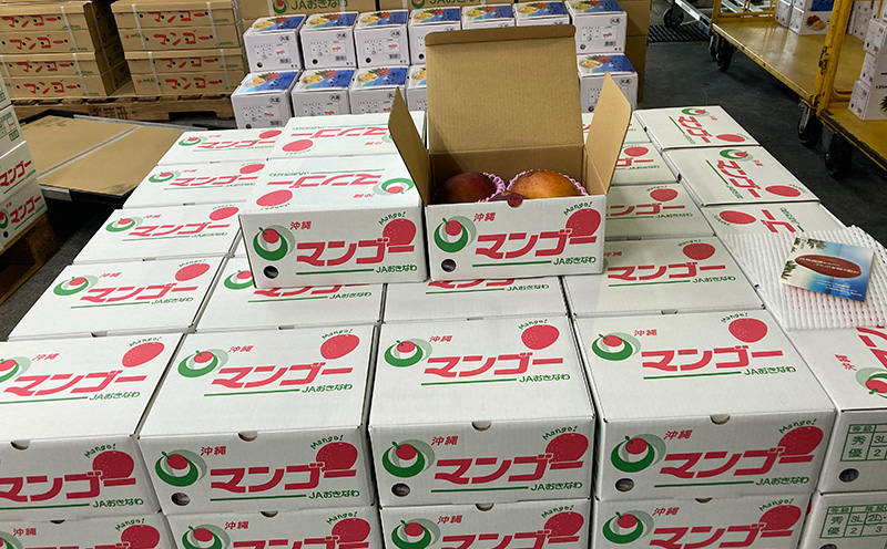 【2026年発送】【訳あり品】共選完熟マンゴー900g以上（2～4玉） 訳アリ マンゴー まんごー 果物 くだもの 果実 お取り寄せ 送料無料 沖縄県産 産地直送 アーウィン 人気 自分用 甘味 県産 ご当地 やんばる ふるさと納税