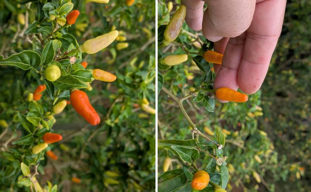 島とうがらし一味　10g×2本 沖縄県 名護市 島とうがらし 島唐辛子 一味 自家農園 無添加 辛い 辛味 唐辛子 人気 料理 おすすめ オススメ スパイス 香辛料 とうがらし 普段使い やんばる お取り寄せ