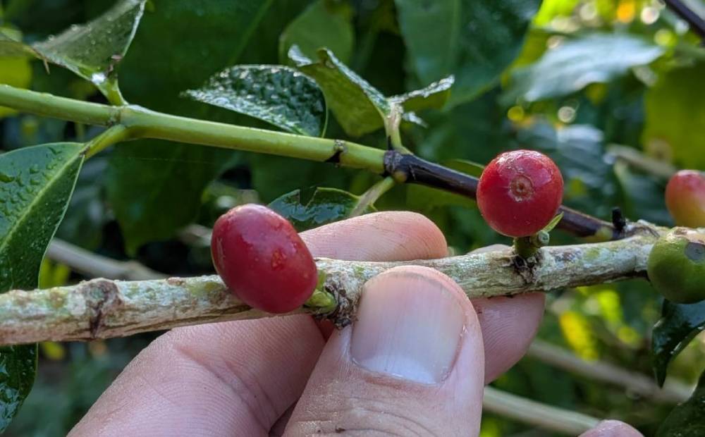名護市産100％コーヒー豆（ティピカ）　中浅煎り　50g 沖縄県産 名護市 コーヒー コーヒー豆 ティピカ 中浅煎り おいしい おすすめ 焙煎 100％コーヒー豆 人気 お取り寄せ プレゼント お土産 ギフト 贈り物 やんばる おきなわ 名護