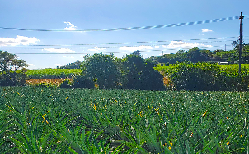 【2026年先行予約】ふちゃく農園のゴールドバレル1.5kg以上 パイン パイナップル パインアップル 高級パイン 沖縄県産パイン フルーツ 南国フルーツ トロピカルフルーツ 高級フルーツ 果物 くだもの 果実 デザート 甘い 人気 プチギフト 産地直送 国産 沖縄 名護市