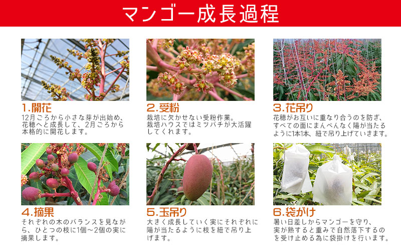 【2026年発送】　ご家庭で美味しく！アップルマンゴー約2kg【つは農園】 フルーツ 果物 期間限定 数量限定 先行予約 南国 プレゼント お土産 おみやげ ギフト くだもの 季節 おきなわ 青果 デザート おすすめ 人気 冷蔵 夏 スイーツ