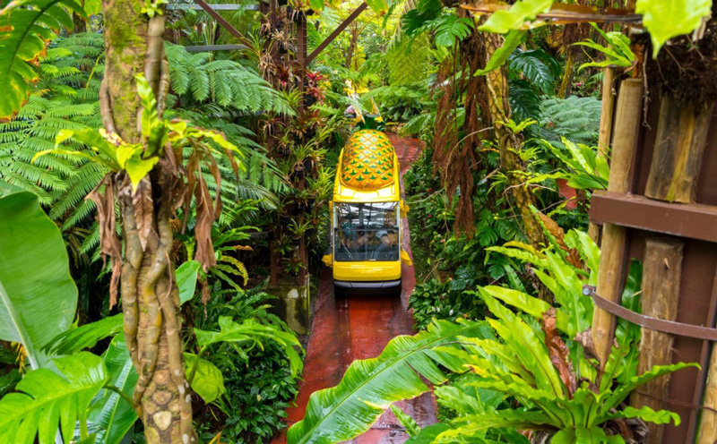 2026年発送【名護パイン園】　タンカン約10kg 先行予約 フルーツ 青果 期間限定 年末 数量限定 みかん 柑橘 沖縄 おきなわ 果実 ギフト 贈り物 子供 デザート 取り寄せ 旬 人気 おすすめ 贈答 プレゼント