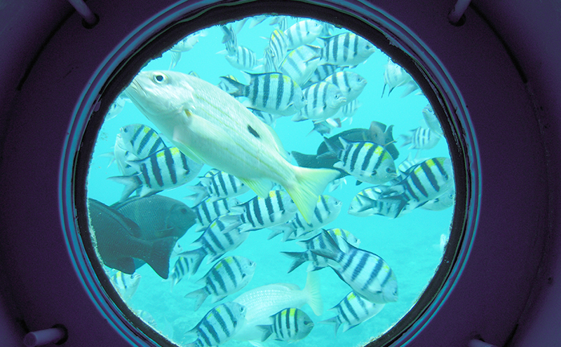 お魚とにらめっこ！海中展望塔　大人2名様【ブセナ海中公園】