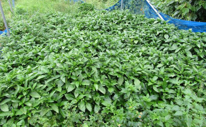 琉球藍染パンプキンバッグ