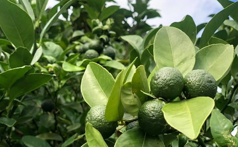 sea-sun勝山シークヮーサー500ml　ゴールド300mlセット 沖縄 おきなわ くだもの 果物 果実 おすすめ お取り寄せ しーくわーさー 名護市 青切り 完熟 ギフト 話題 ドリンク ノビレチン 加工品 人気 送料無料 お土産 ギフト