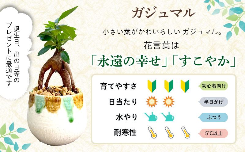 やちむん植木鉢作り体験　ガジュマル付き【SDGｓ】 やちむん 焼き物 陶芸 ガジュマル 植木鉢 体験 伝統 工芸 植物 鑑賞用 観葉植物 インテリア 初心者 ふるさと納税 おきなわ 沖縄 オキナワ 名護 ナゴ 国産