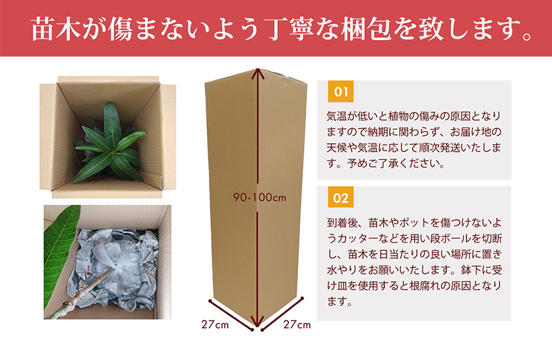 アップルマンゴー苗木1本(アーウィン種) アップル マンゴー 苗 お祝い アーウィン種 アーウィン 苗木 果物 果実 育てやすい インテリア 鉢植え 観葉植物 植物 観賞用 グリーン ギフト 贈り物 プレゼント 沖縄