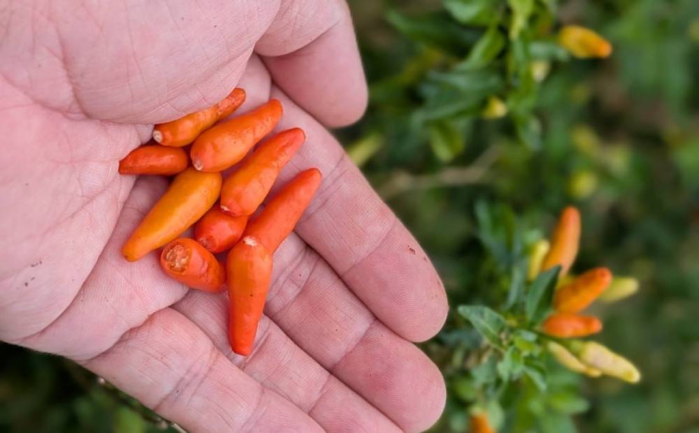 島とうがらし一味　10g×2本 沖縄県 名護市 島とうがらし 島唐辛子 一味 自家農園 無添加 辛い 辛味 唐辛子 人気 料理 おすすめ オススメ スパイス 香辛料 とうがらし 普段使い やんばる お取り寄せ