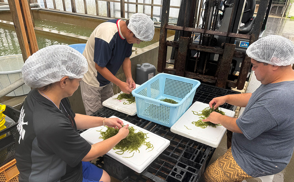 茎無し海ぶどう　300g（たれ付き） 沖縄県産 名護市 海ぶどう 海ブドウ うみぶどう 茎無し 茎なし たれ付き 鮮度抜群 海藻 海鮮 おつまみ プチプチ 常温 お取り寄せ 人気 おすすめ オススメ 沖縄 やんばる