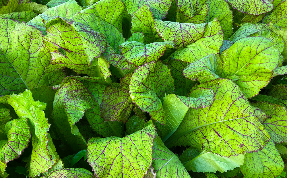 ご飯のおともに！はなぱんちゅん物語【5個セット】 からし菜 高菜 野菜 加工品 地産地消 沖縄県産