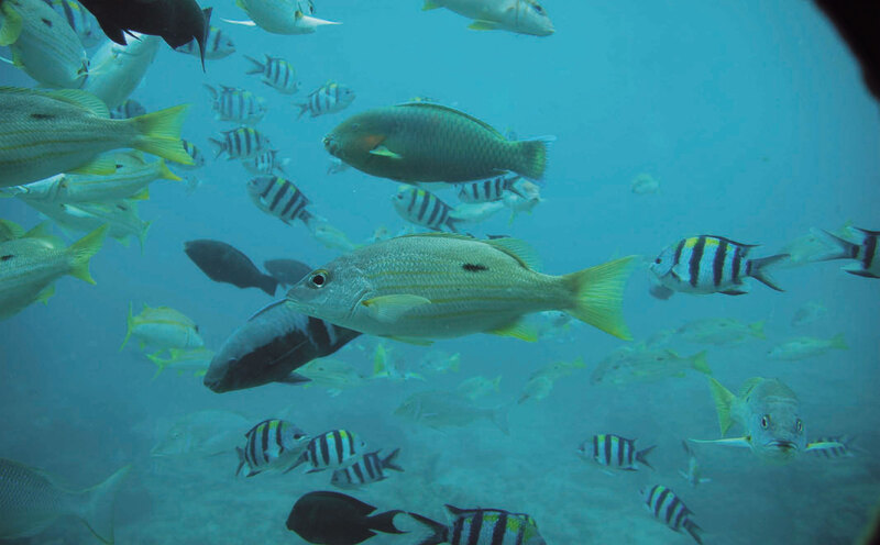 お魚とにらめっこ！海中展望塔　大人2名様【ブセナ海中公園】