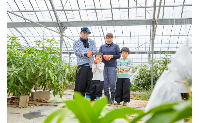 【琉花ファーム】マンゴージェラート　5個セット