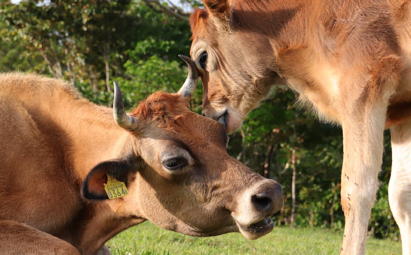 ジャージー牛乳 無添加カップアイス6個入