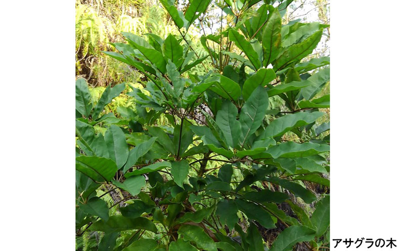 はちみいちゃんのはちみつ【2本セット】蜜蜂ファーム・ときわ