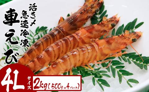活き〆急速冷凍車えび【4Lサイズ】　2kg（500g×4パック） お刺身 塩焼き 天ぷら フライ 急速冷凍 エビ 鮮度 おせち 養殖 瞬間冷凍 甲殻類 海産物 うまみ 送料無料 海鮮 くるまえび 海老