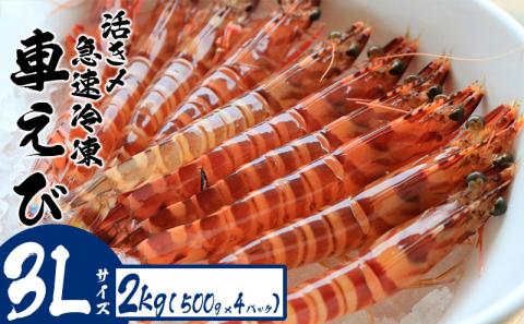 活き〆急速冷凍車えび【3Lサイズ】　2kg（500g×4パック） お刺身 お刺身 天ぷら フライ 急速冷凍 エビ 鮮度 おせち 養殖 瞬間冷凍 甲殻類 海産物 うまみ 瞬間冷凍 送料無料 海鮮 くる 海老