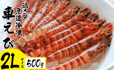 活き〆急速冷凍車えび【2Lサイズ】　500g エビ えび 海老 刺身 さしみ おせち 食材 食べ物 海産物 海産 沖縄 名護 くるまえび お取り寄せ うまみ 甲殻類 送料無料 冷凍