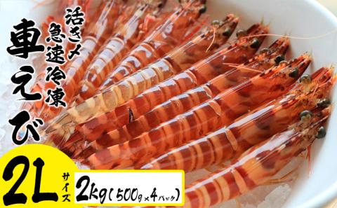 活き〆急速冷凍車えび【2Lサイズ】　2kg（500g×4パック） エビ えび 海老 刺身 さしみ おせち 食材 食べ物 海産物 海産 沖縄 名護 くるまえび お取り寄せ うまみ 甲殻類 送料無料 冷凍