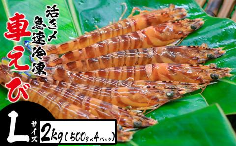 活き〆急速冷凍車えび【Lサイズ】　2kg（500g×4パック） お刺身 塩焼き 天ぷら フライ 急速冷凍 エビ 鮮度 おせち 養殖 瞬間冷凍 甲殻類 海産物 うまみ 送料無料 海鮮 くるまえび 海老