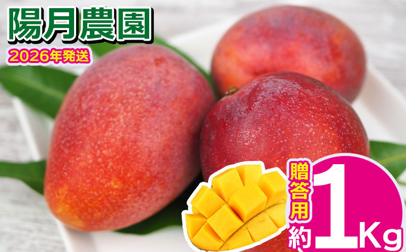 2026年発送【陽月農園】　贈答用マンゴー 約1kg フルーツ 果物 期間限定 数量限定 先行予約 南国 プレゼント お土産 おみやげ ギフト くだもの 沖縄 おきなわ 青果 デザート おすすめ 人気 冷蔵 夏 スイーツ