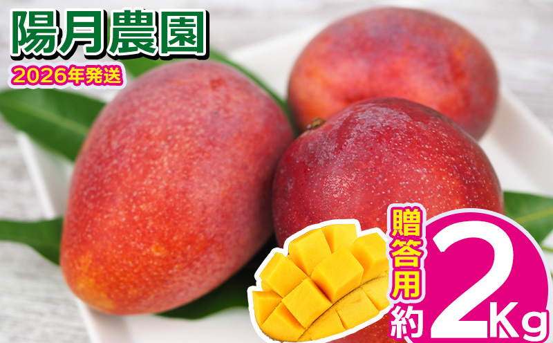2026年発送【陽月農園】　贈答用マンゴー 約2kg 期間限定 数量限定 先行予約 フルーツ 果物 南国 プレゼント お土産 おみやげ ギフト くだもの 季節 おきなわ 青果 デザート おすすめ 人気 冷蔵 夏 スイーツ