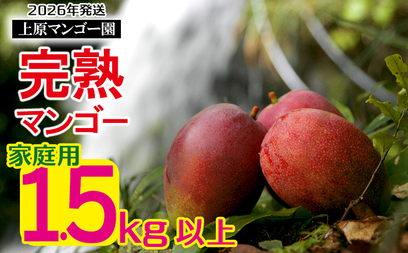 2026年発送 農家直送【上原マンゴー園】家庭用完熟マンゴー　1.5kg以上 先行予約 完熟 マンゴー アップル 南国 沖縄 フルーツ くだもの 果物 果実 先行予約 産地直送 贅沢 濃厚 冷蔵 スイーツ デザート 旬の果物 ご家庭用 ご自宅用 国産