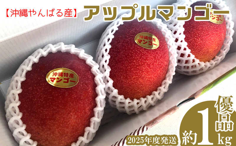 2025年発送【沖縄やんばる産】約1kg　優品アップルマンゴー（Ms mango farm） 南国 南国フルーツ 先行予約 期間限定 沖縄 甘味 糖度 フルーツ 果物 果実 プレゼント ギフト トロピカル 数量限定 予約 おすすめ くだもの 太陽 やんばる 自然