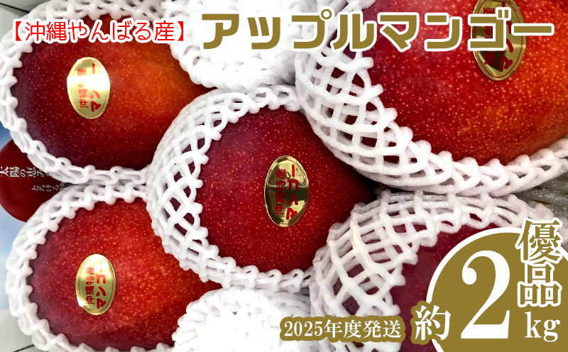 2025年発送【沖縄やんばる産】約2kg　優品アップルマンゴー（Ms mango farm） 南国 南国フルーツ 先行予約 期間限定 沖縄 甘味 糖度 フルーツ 果物 果実 プレゼント ギフト トロピカル 数量限定 予約 おすすめ くだもの 太陽 やんばる 自然