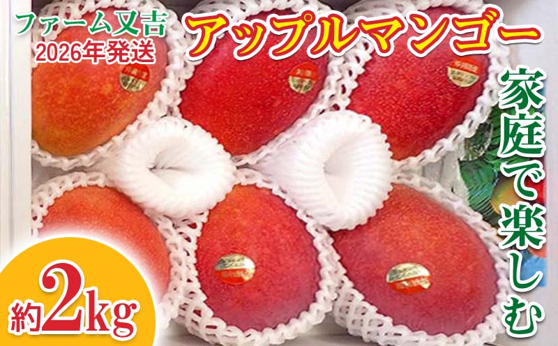 2026年発送【ファーム又吉】　家庭で楽しむアップルマンゴー　約2kg フルーツ 果物 期間限定 数量限定 先行予約 南国 プレゼント お土産 おみやげ ギフト くだもの 季節 おきなわ 青果 デザート おすすめ 人気 冷蔵 夏 スイーツ