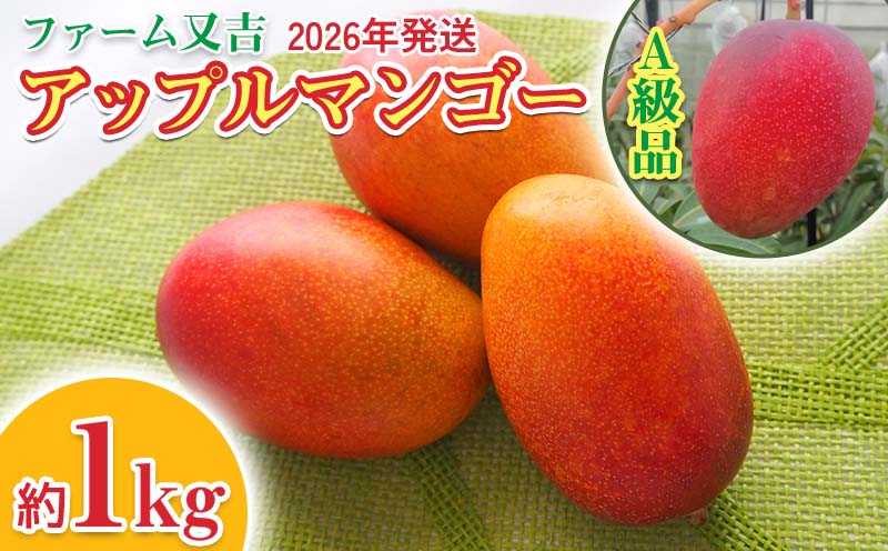 2026年発送【ファーム又吉】A級品アップルマンゴー　約1kg フルーツ 果物 期間限定 数量限定 先行予約 南国 プレゼント お土産 おみやげ ギフト くだもの 季節 おきなわ 青果 デザート おすすめ 人気 冷蔵 夏 スイーツ
