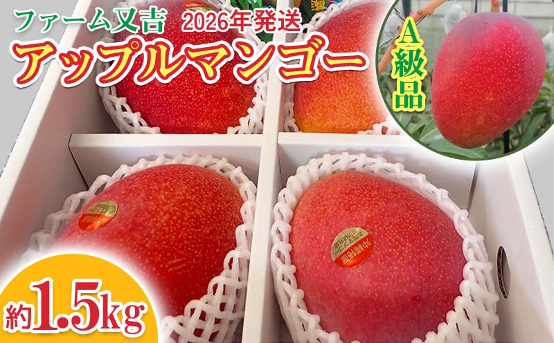 2026年発送【ファーム又吉】A級品アップルマンゴー　約1.5kg フルーツ 果物 期間限定 数量限定 先行予約 南国 プレゼント お土産 おみやげ ギフト くだもの 季節 おきなわ 青果 デザート おすすめ 人気 冷蔵 夏 スイーツ