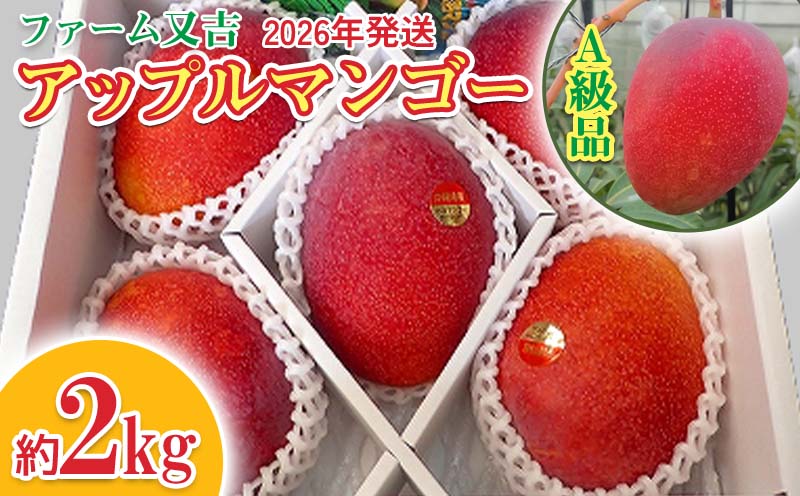 2026年発送【ファーム又吉】A級品アップルマンゴー　約2kg フルーツ 果物 期間限定 数量限定 先行予約 南国 プレゼント お土産 おみやげ ギフト くだもの 季節 おきなわ 青果 デザート おすすめ 人気 冷蔵 夏 スイーツ