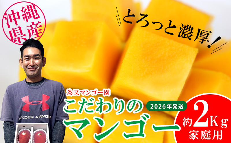 【2026年発送】為又マンゴー園　家庭用　こだわりのマンゴー　約2kg フルーツ 果物 期間限定 数量限定 マンゴー 南国 プレゼント お土産 おみやげ ギフト くだもの 沖縄 おきなわ 青果 デザート おすすめ 人気 冷蔵 夏 スイーツ