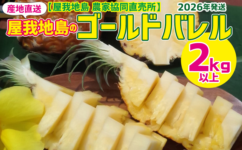 2026年【屋我地島　農家協同直売所】屋我地島のゴールドバレル　2kg以上 屋我地島 沖縄 農家 パイナップル パイン ぱいん 県産 名護 送料無料 ご当地 ギフト プレゼント ふるさと納税 お取り寄せ 果物 くだもの デザート フルーツ 協同直売所