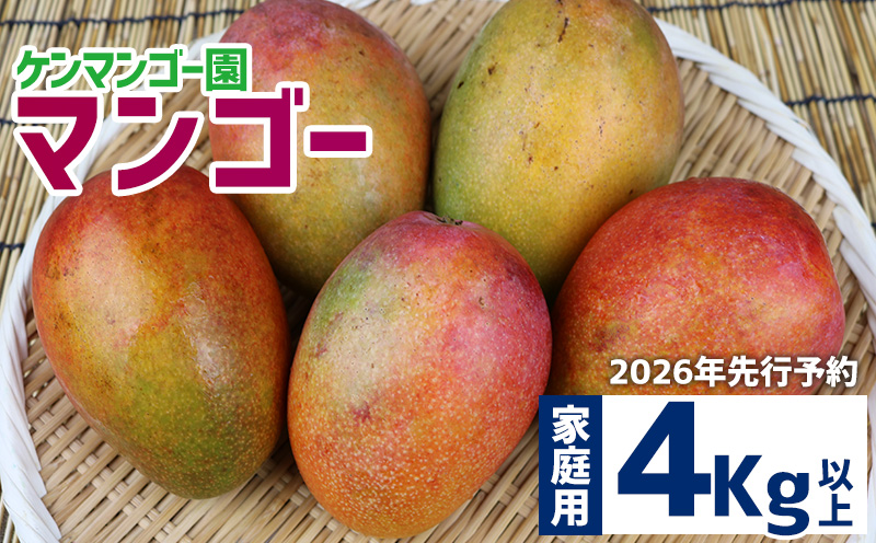 【2026年発送】【ケンマンゴー園】　家庭用マンゴー　4kg以上 完熟 マンゴー アップル 南国 沖縄 フルーツ くだもの 果物 果実 先行予約 産地直送 贅沢 濃厚 スイーツ デザート 旬の果物 ご家庭用 ご自宅用 国産 冷蔵