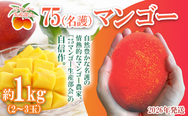 2026年発送【75マンゴー生産部会】 75（名護）マンゴー　約1kg 期間限定 数量限定 先行予約 フルーツ 果物 南国 プレゼント お土産 おみやげ ギフト スイーツ 贈答 冷蔵 人気 おすすめ デザート 青果 おきなわ 季節 くだもの